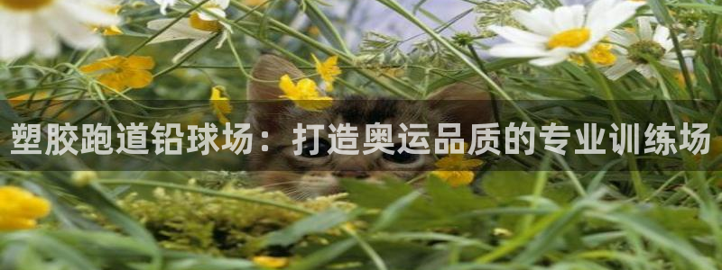 谈球吧体育app下载官网手机版安装：塑胶跑道铅球场：打造奥运品质的专业训练场