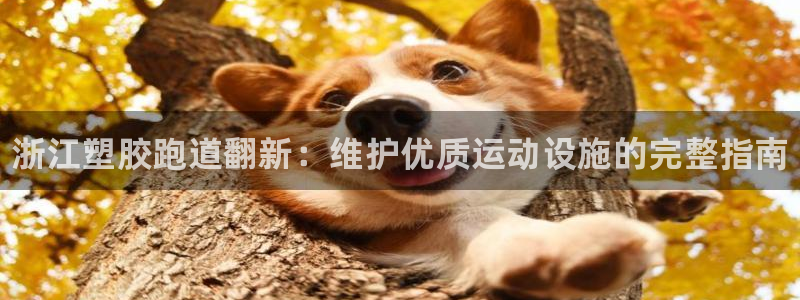 谈球吧app体育下载官网：浙江塑胶跑道翻新：维护优质运动设施